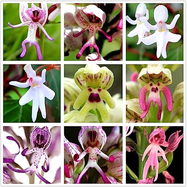 Earth Hopper Monkey Face Orchid Mix Flower 20+ Seeds ~ Cool